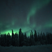 photo of green-colored northern lights over a winter treeline in Alaska